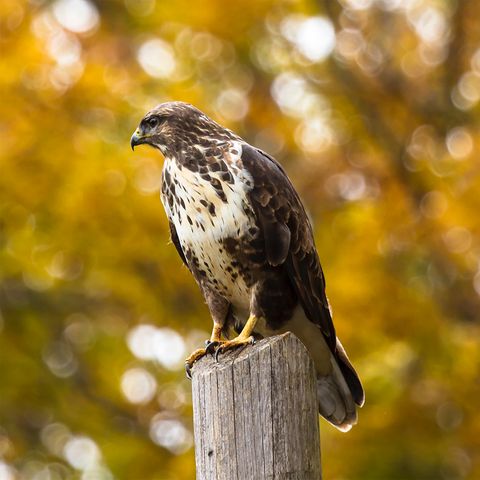 falcon