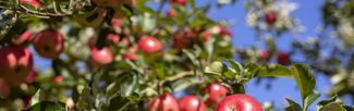 Apples