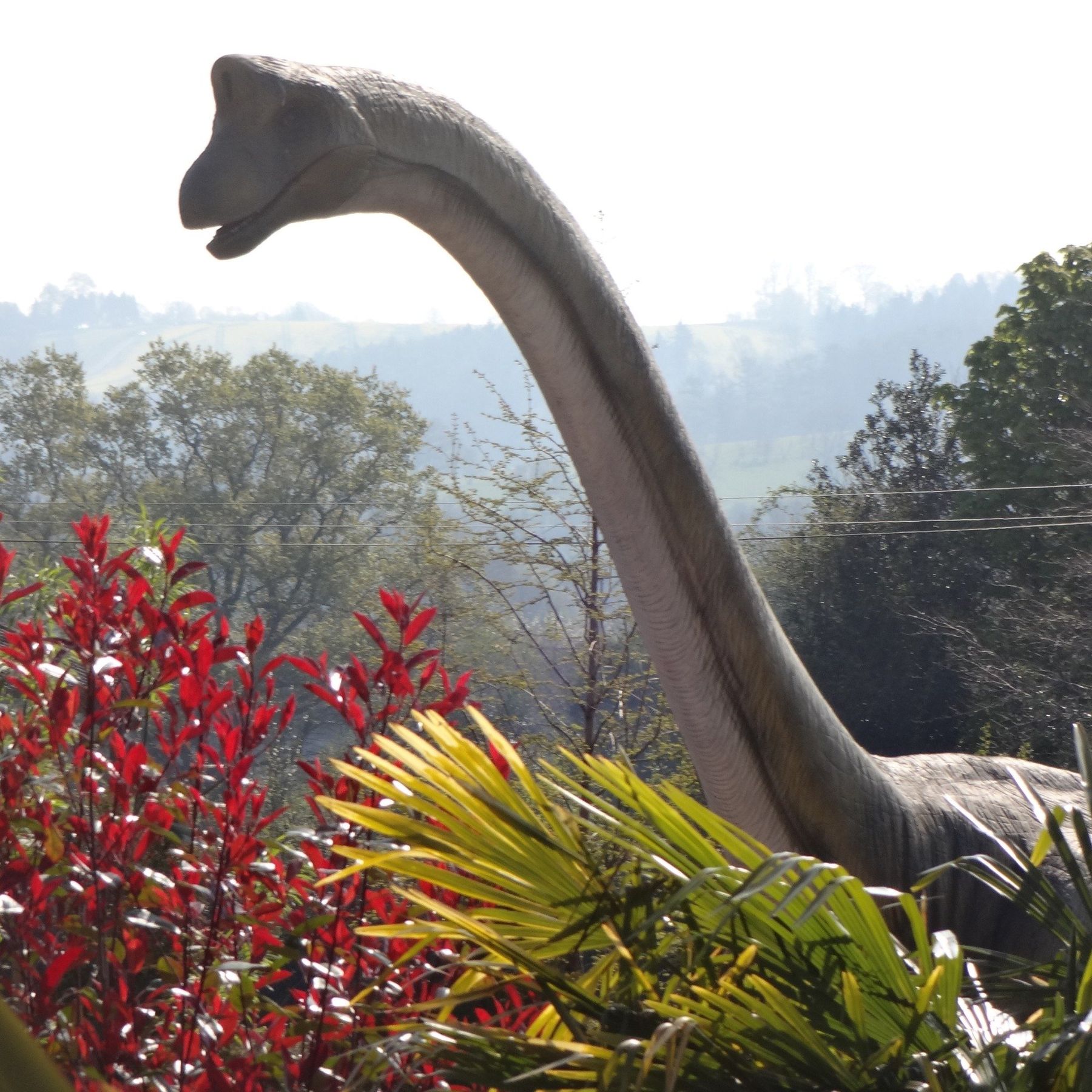 Brachiosaurus