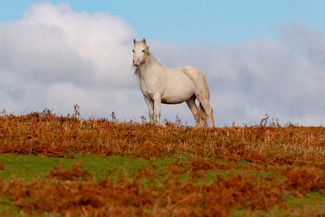 Wild pony at Garway Hill