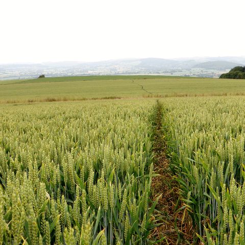 Leintwardine Countryside