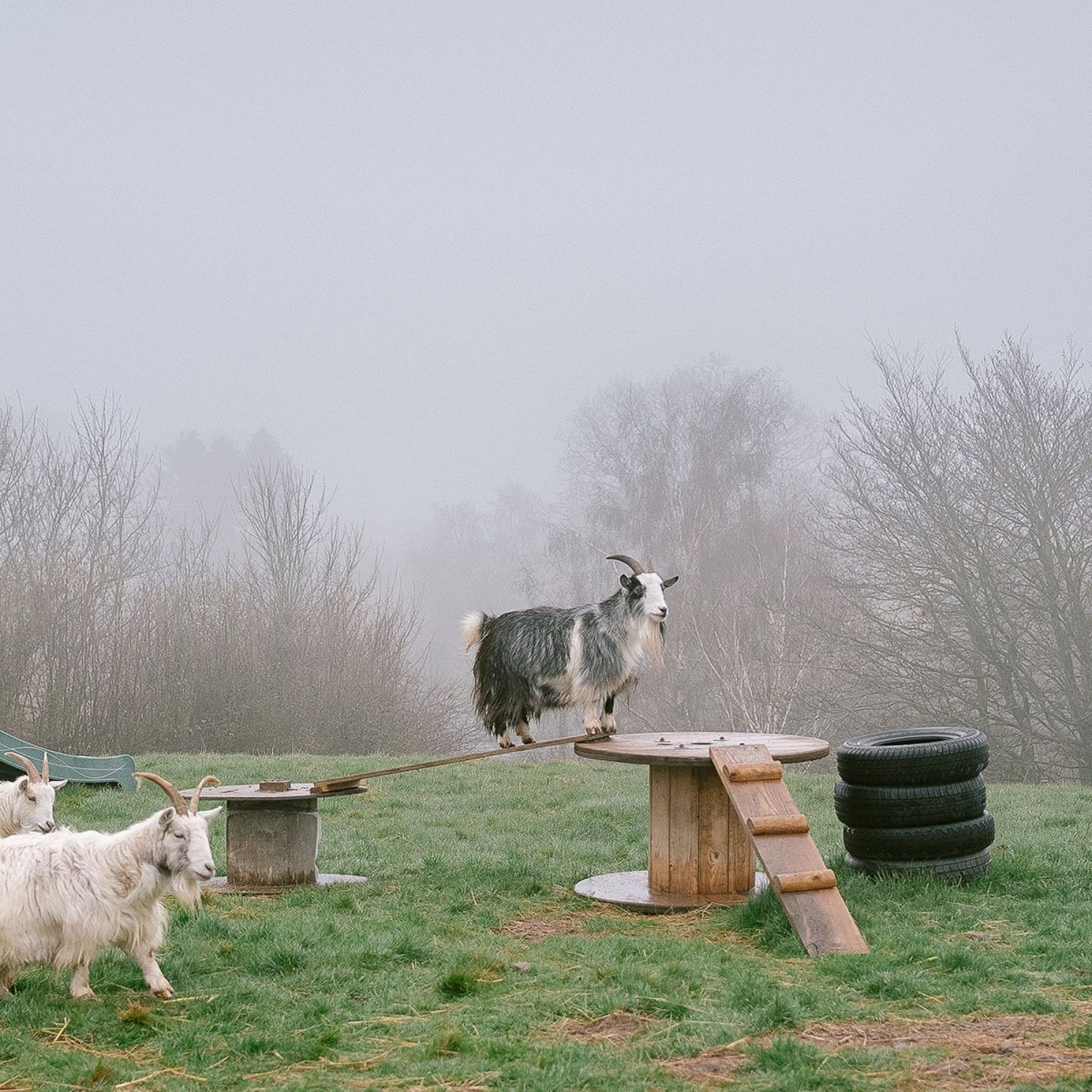 Goats