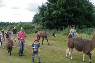 Llama trekking