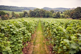 coddington vineyard