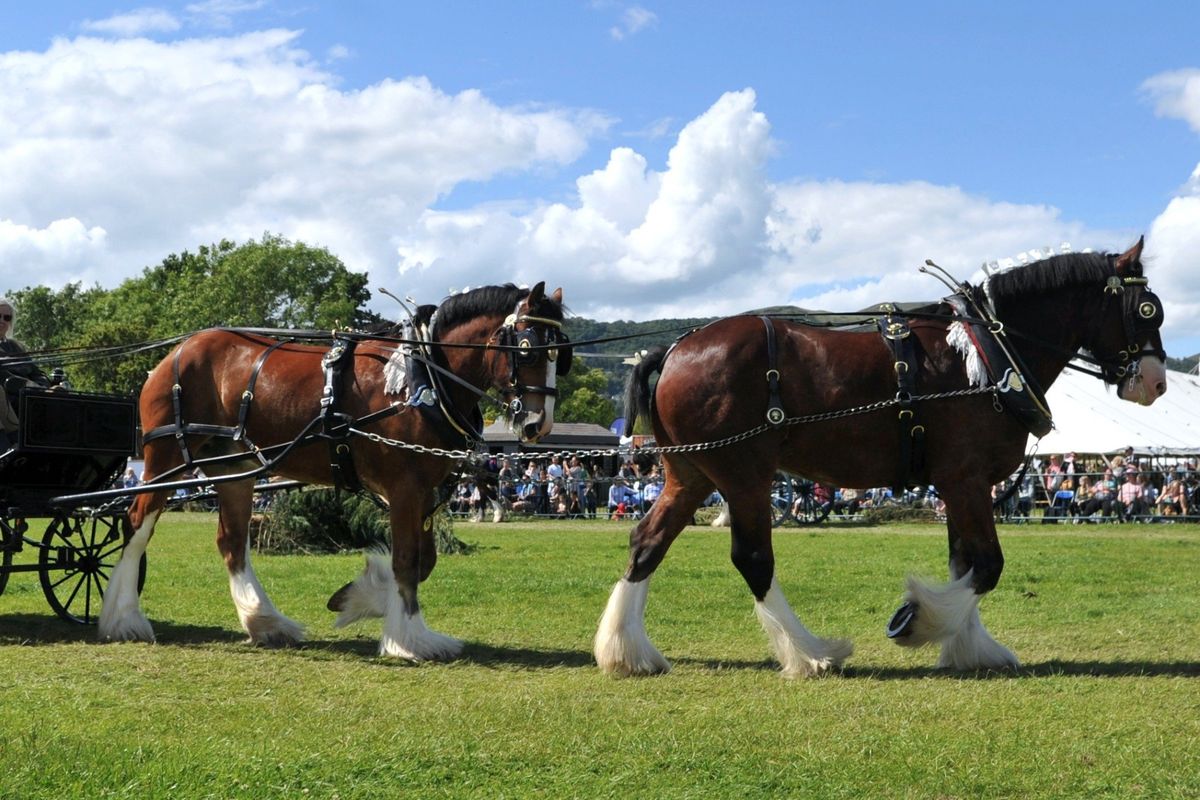 working horses