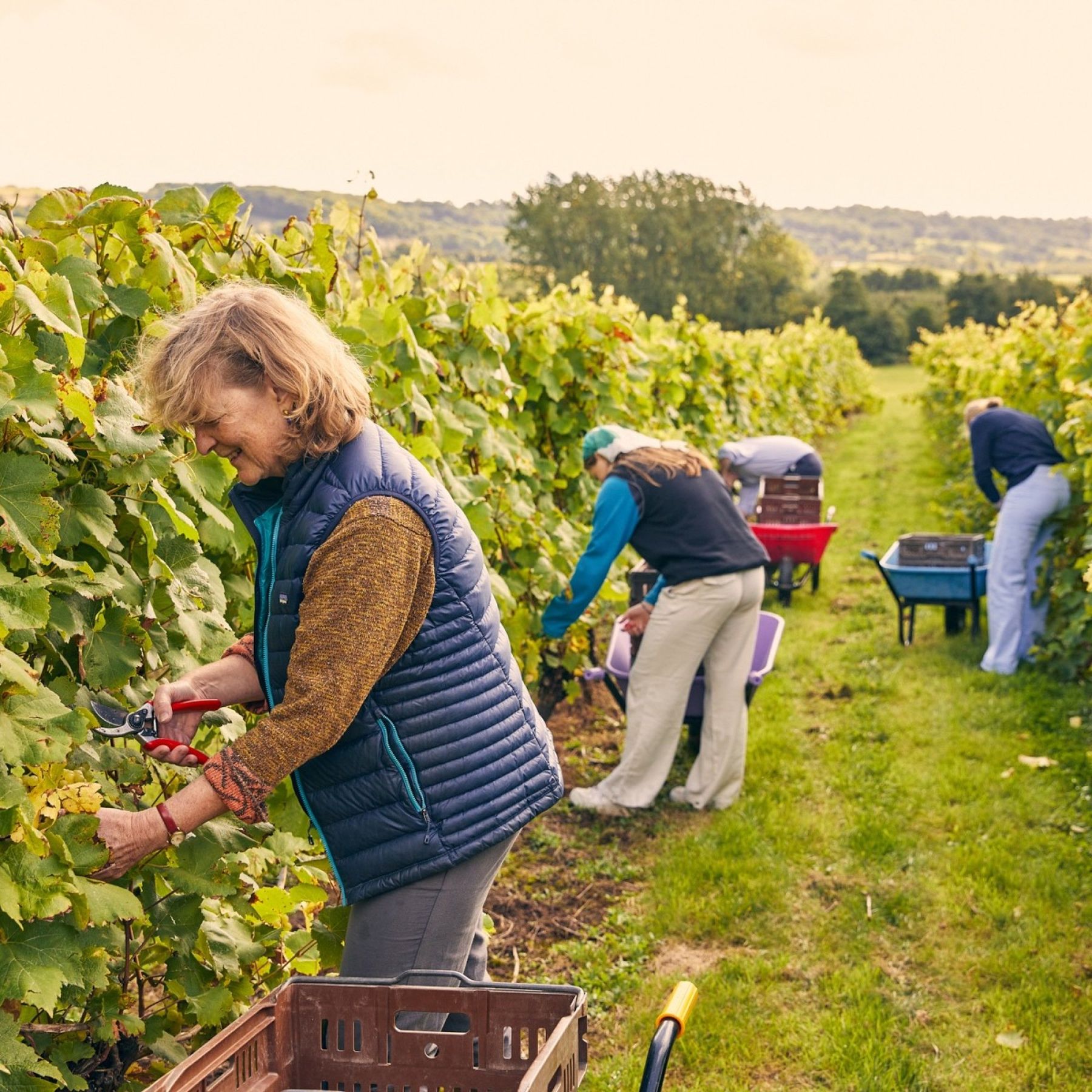 Some volunteer harvesters!