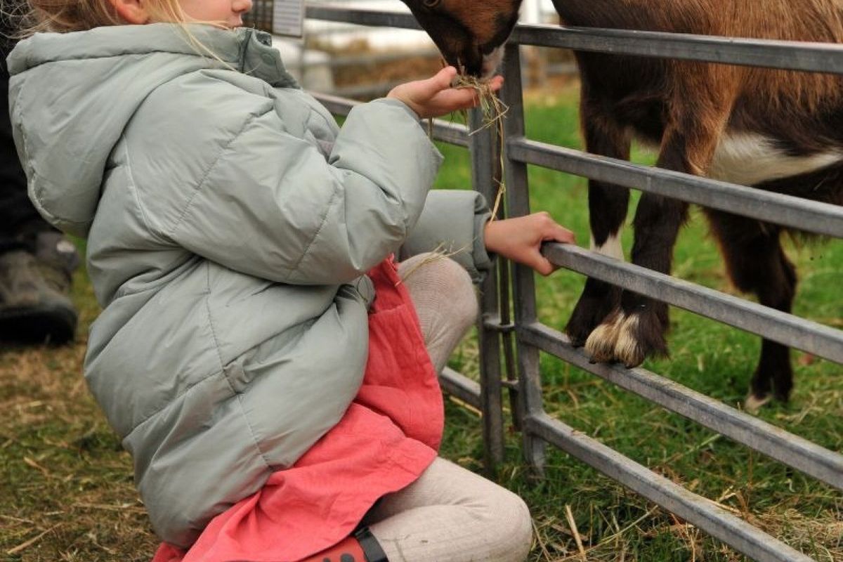 Animal Encounters