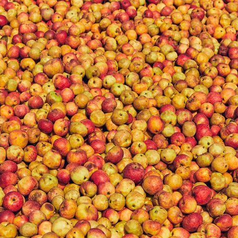 cider apples