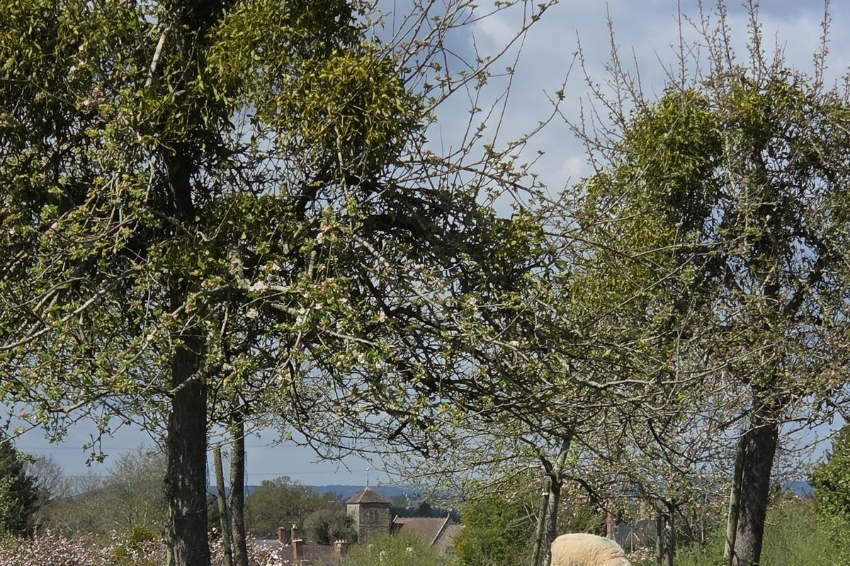 A traditional Herefordshire orchard