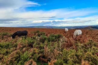 Walking on Hergest Ridge