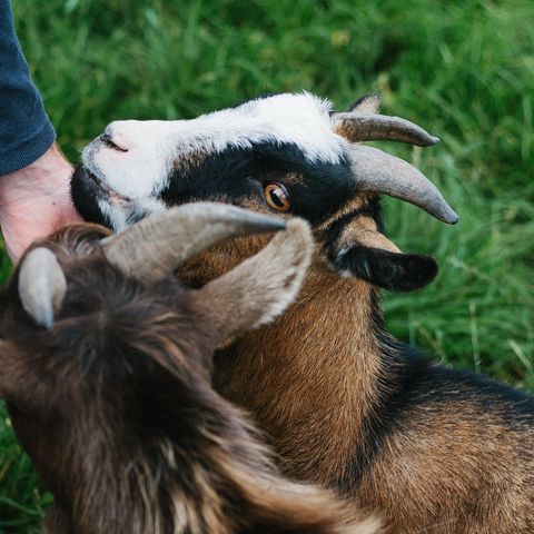 Animal encounters