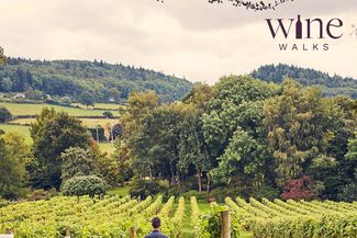 Walking through Coddington Vineyard