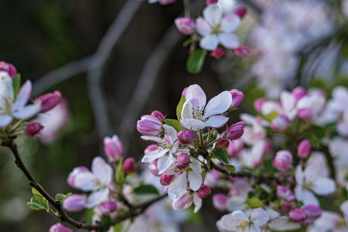 Blossom Day
