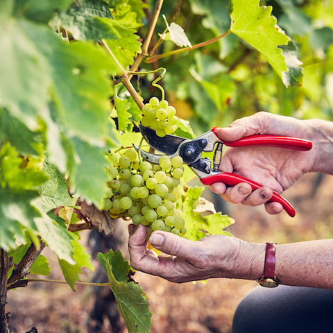 Grapes at Frome Valley
