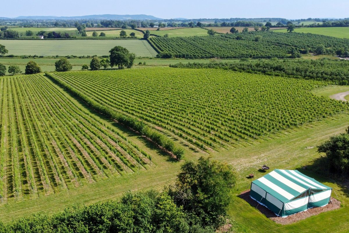 White Heron Estate's vineyard