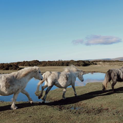 hergest ridge 