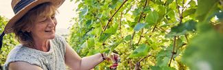Frome Valley Vineyard