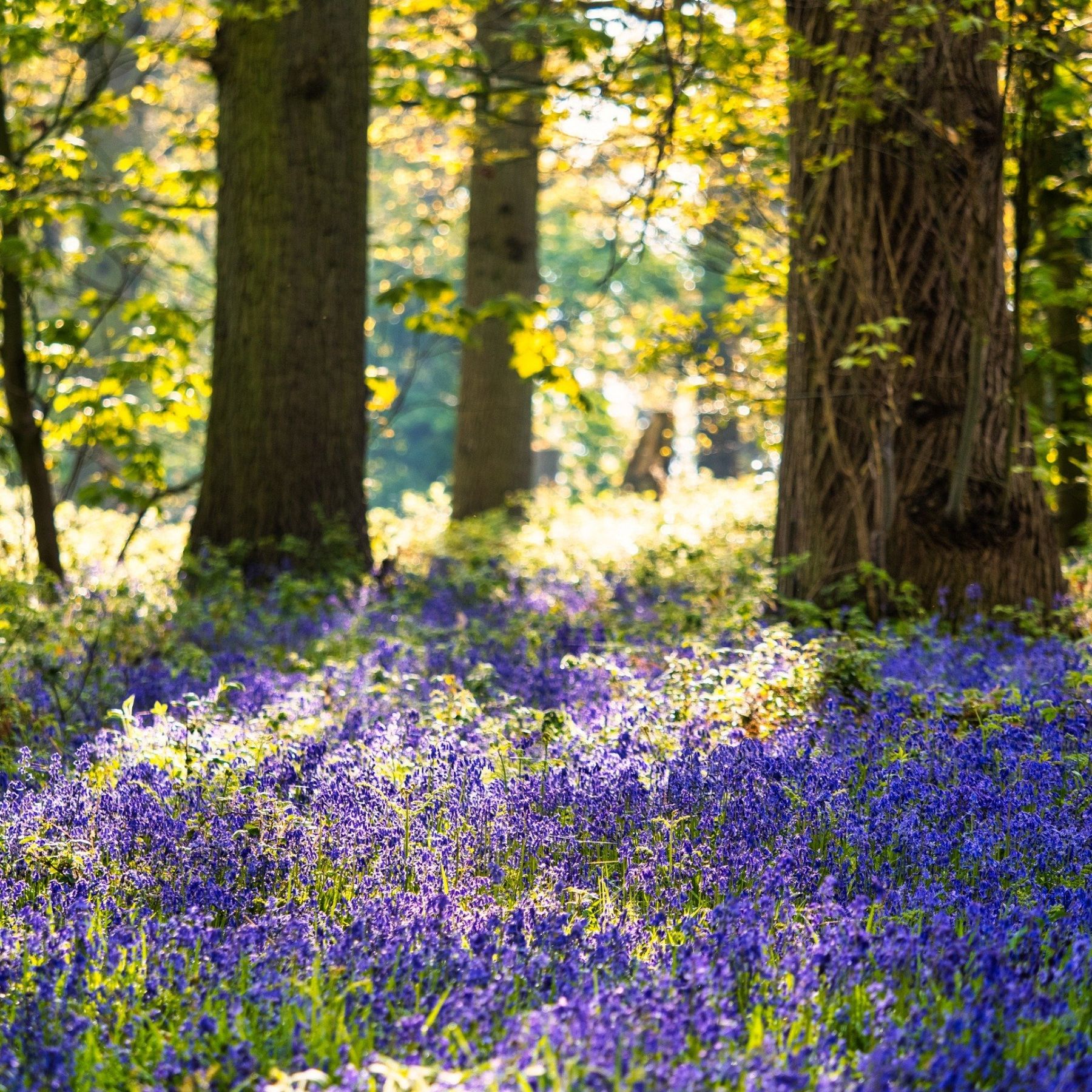 Bluebell season at Croft Castle