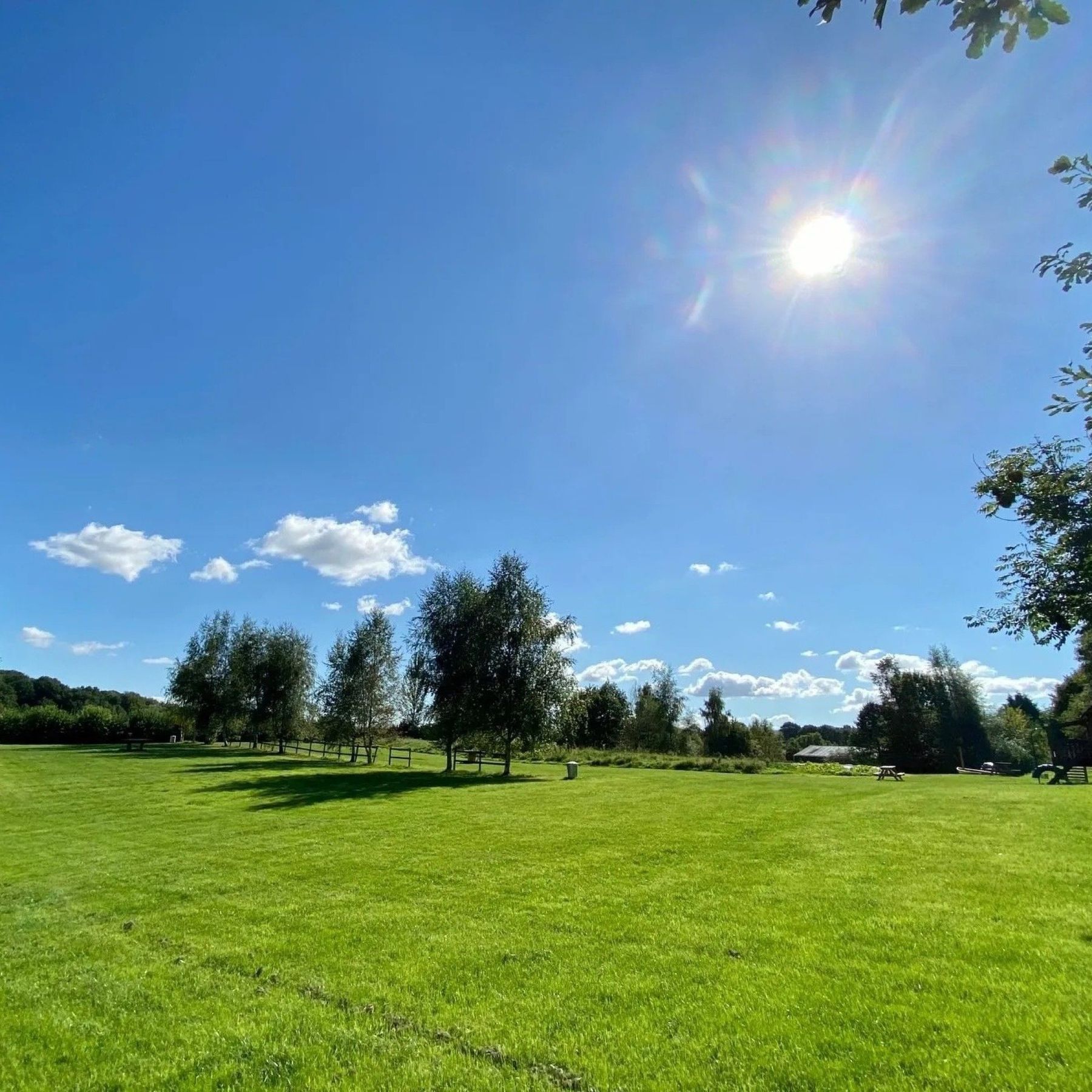 Wildflower view - camping field