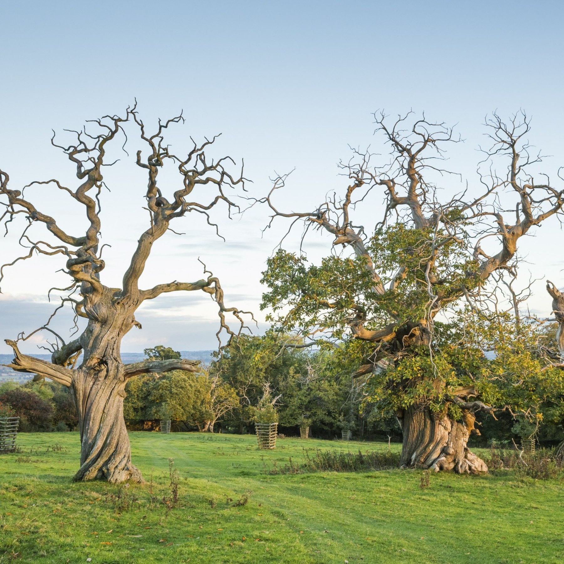 Ancient trees at Croft Castle