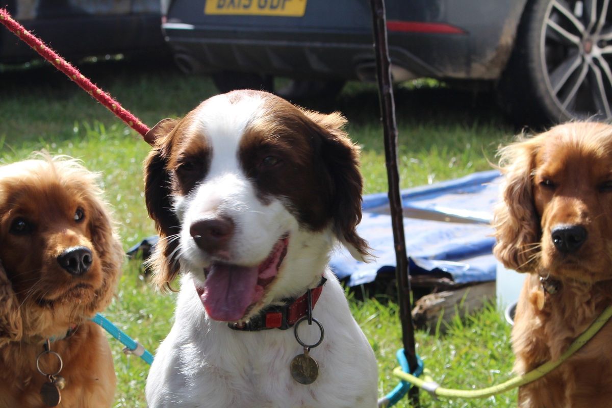 Kington Show