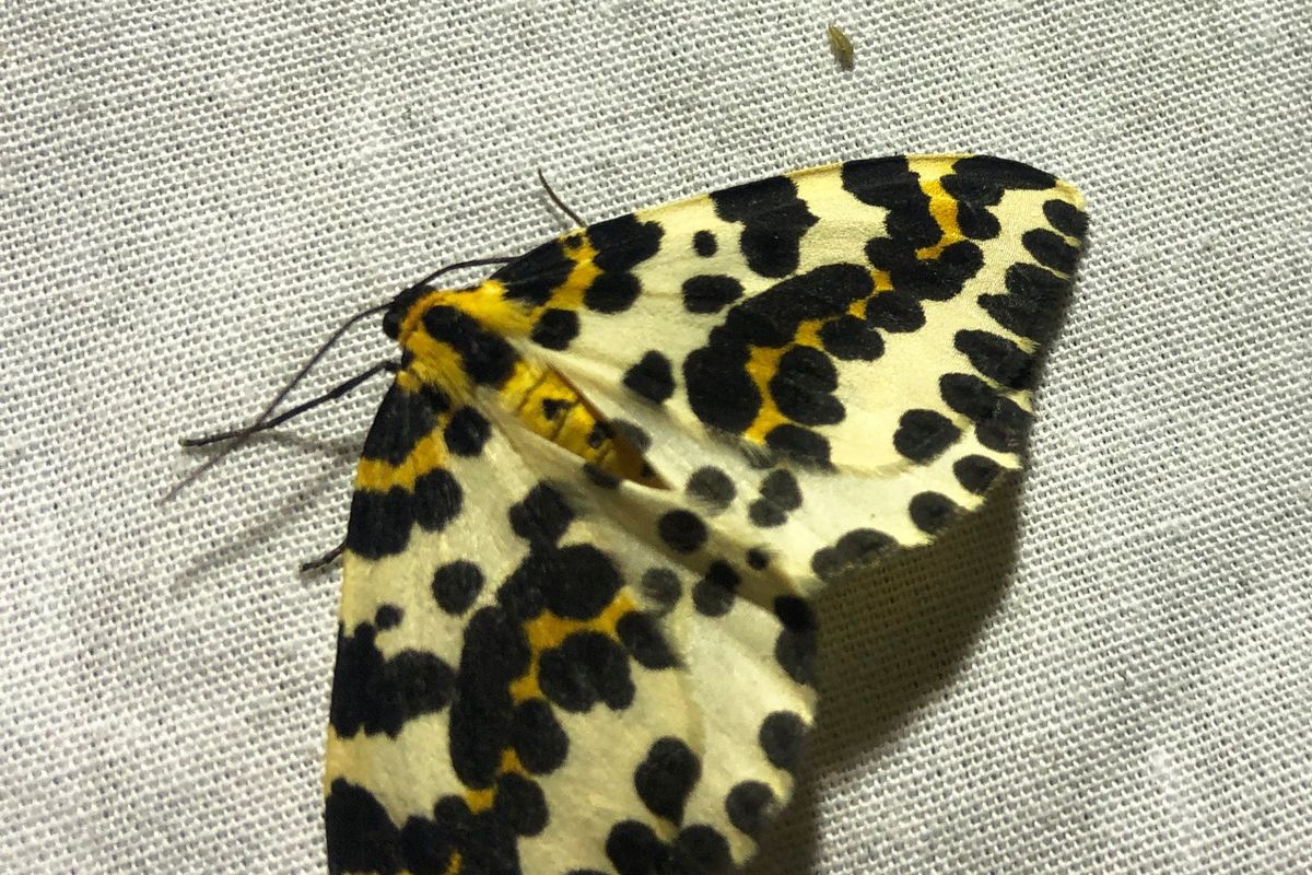 Moth spotting workshops in the orchard