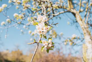Blossom
