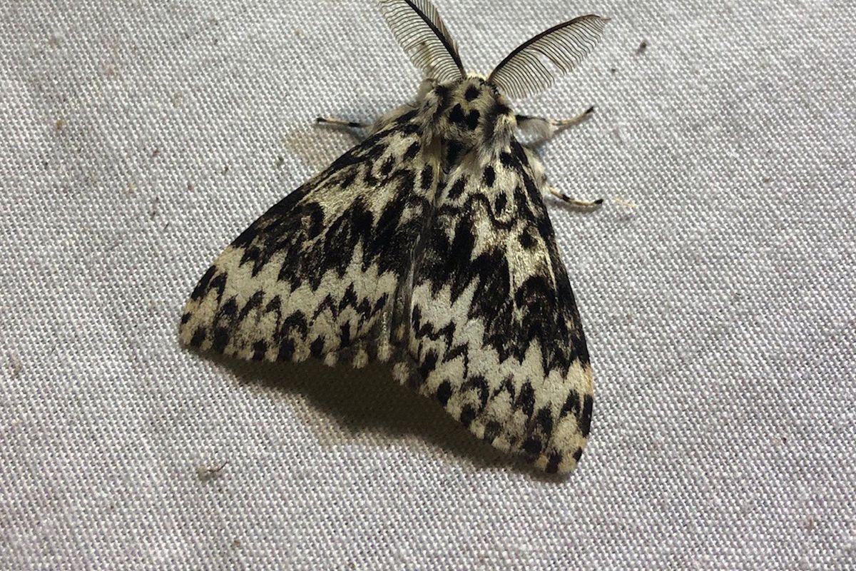 Moth spotting workshops in the orchard