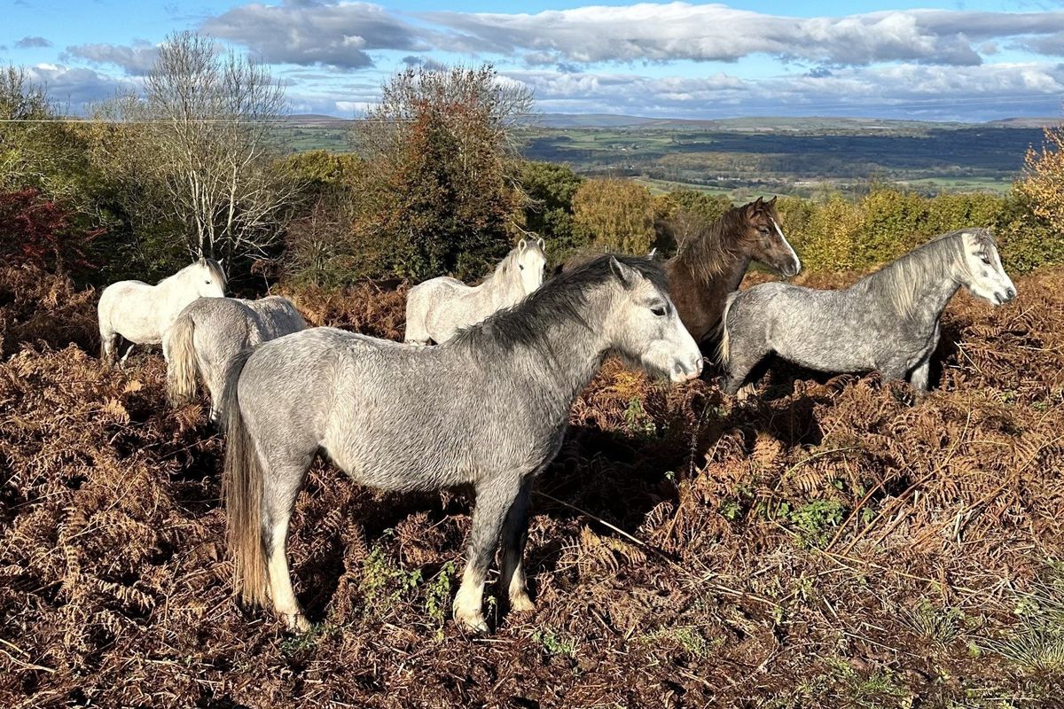 Ponies on Little Mountain