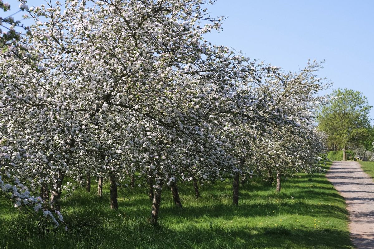 Blossom Day