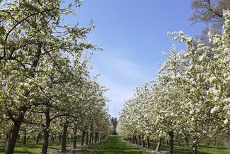 Blossom westons cider