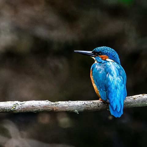 Kingfisher