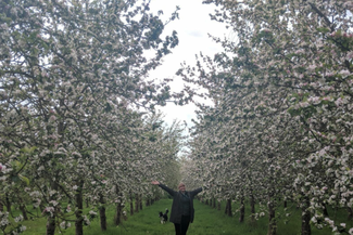 ross cider 