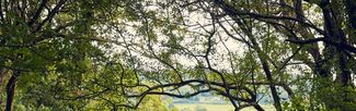 vineyard walks