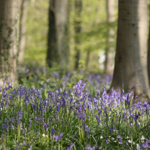 bluebells