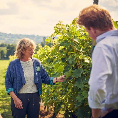 frome valley vineyard tour