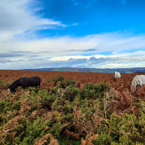 Hergest Ridge