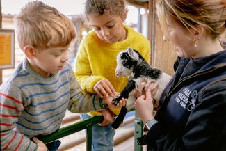 small breeds
