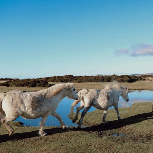 Hergest Ridge