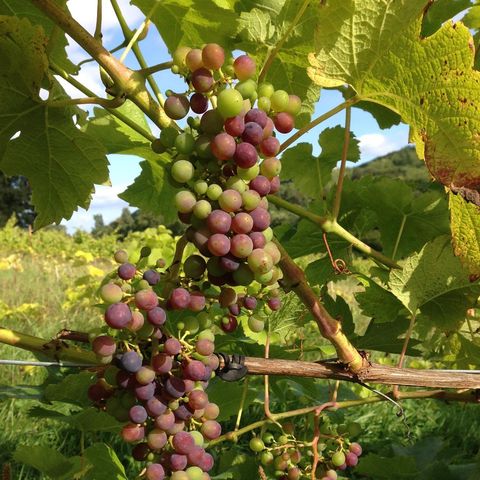 Grapes on the vine