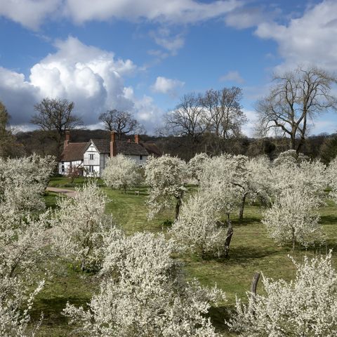 Damson trees in blossom at Brockhampton, Herefordshire. Credit National Trust & John Miller.
