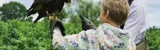 Falconry
