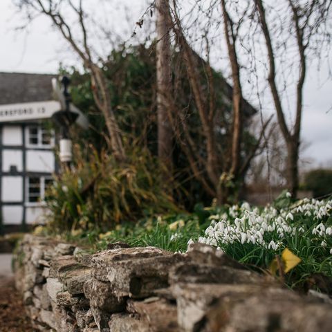 Snowdrops in Weobley
