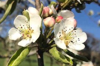 Newton Court Cider