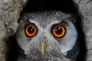 Small Breed Farm Park & Owl Centre