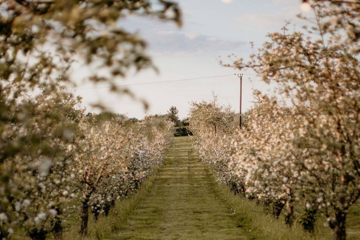 May in the orchard