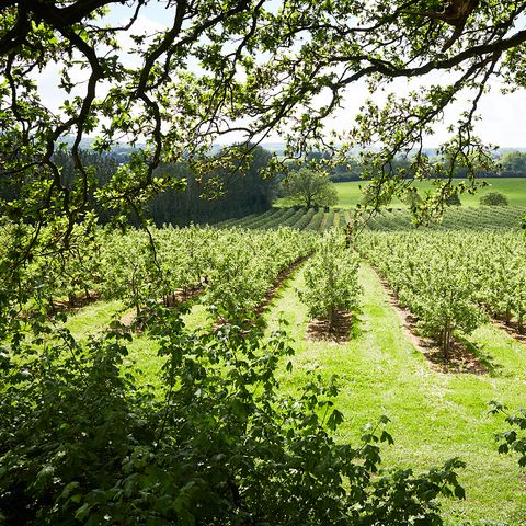 lush green vines in an english vineyard