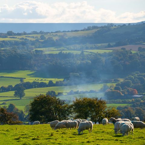 Golden Valley