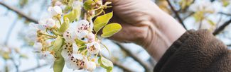 A person holding a blossom branch on a fruit tree. By Dann Chubb