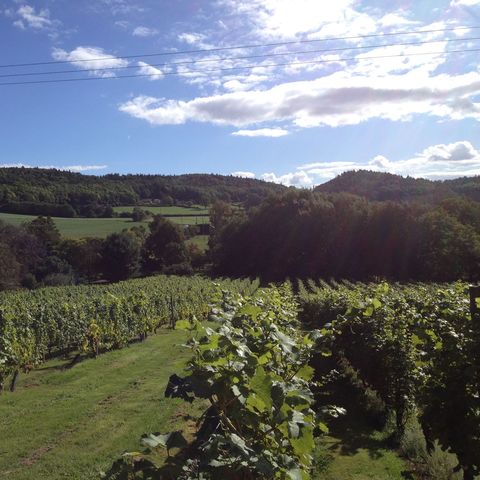coddington vineyard